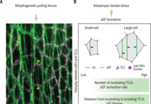 Apical stress fibers enable a scaling between cell mechanical response and area in epithelial tissue – Science Magazine