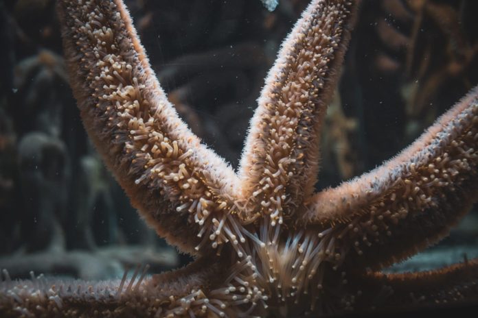 Scientist explains why starfish will risk being eaten just to have gay sex - PinkNews