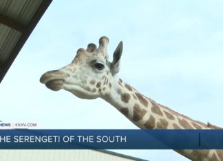 Traveling Texas: Aggieland Safari – Yahoo News