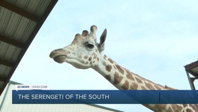 Traveling Texas: Aggieland Safari - Yahoo News