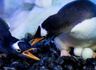 Gay penguins form couples at London aquarium ahead of mating season – Metro Weekly