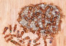 More Fun Than Fun: Chasing Wasps on a Bicycle – and Getting a PhD – The Wire Science