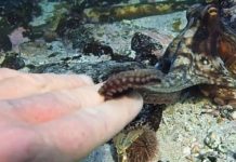 My ‘Octopus Teacher’ Is Not an Octopus – The Wall Street Journal