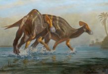 New Species Of Crested Dinosaur Identified In Mexico. – Towleroad