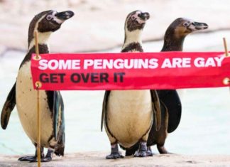 Two gay penguin couples are preparing for eggs at an aquarium this mating season – LGBTQ Nation