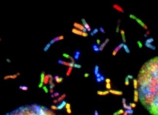 Why Biological Studies on Queer People Do More Harm Than Good – The Wire Science