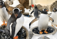 Adorable gay penguins cosy up for nesting season at aquarium and maybe love is real after all – Yahoo Eurosport UK
