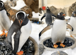Adorable gay penguins cosy up for nesting season at aquarium and maybe love is real after all – Yahoo Eurosport UK
