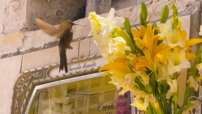 Auto Italia programme preview 2021–22 - Announcements - E-Flux