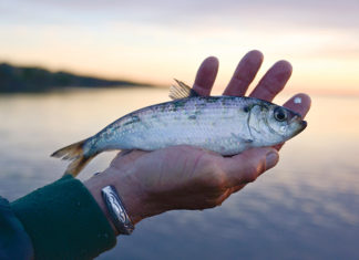 High Tech Herring | Martha’s Vineyard Magazine – Martha’s Vineyard Magazine