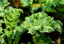More Kale Is Being Recalled in 11 States Due to Listeria – Thrillist