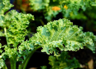 More Kale Is Being Recalled in 11 States Due to Listeria – Thrillist