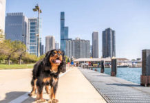 The 9 Best Dog-Friendly Fall Activities in Chicago – Thrillist