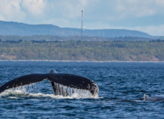 Whales So Close You Can Touch Them: An Adventure in Canada – The New York Times