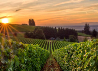 Your Gay Guide to the Oregon Wine Country Just Outside Portland – Yahoo News