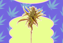 What Exactly Are CBN and CBG? Minor Cannabinoids You Need to Know – Thrillist
