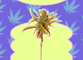 What Exactly Are CBN and CBG? Minor Cannabinoids You Need to Know – Thrillist