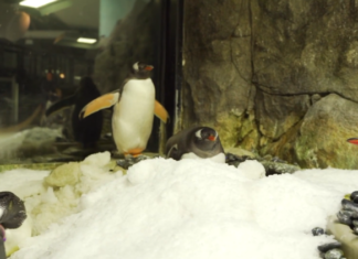 Famous Gay Penguin Couple Celebrate Third Anniversary Together – Out Magazine