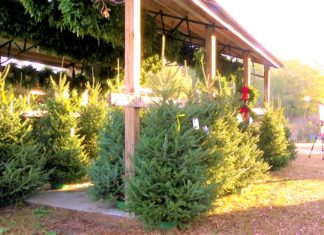Gay’s Christmas Tree Farm providing CSRA with local trees for 20 years – WRDW-TV