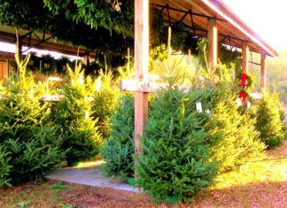 Gay’s Christmas Tree Farm providing local trees for 20 years – WRDW-TV