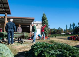 Pictures: Gay’s Christmas Tree Farm ready for high season – The Augusta Chronicle