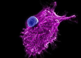 Towards an “Off-the-Shelf” Immunotherapy for Cancer – Technology Networks