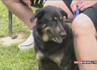 Oscar Update: Dog Dumped For Being “Gay” Gets New Lease On Life – WCCB Charlotte