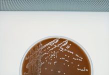 A Meningococcal Disease Outbreak Is Killing Gay And Bi Men In Florida – IFLScience