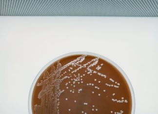 A Meningococcal Disease Outbreak Is Killing Gay And Bi Men In Florida – IFLScience