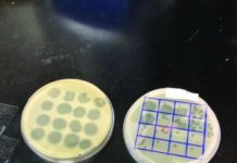 Chemical-free food safety – food in canada