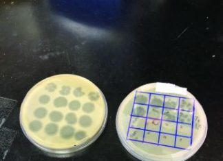 Chemical-free food safety – food in canada