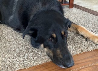 Couple says rescued ‘gay’ dog doing well – Spectrum News