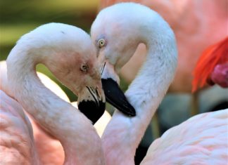 Denver Zoo ‘ruffles feathers’ with gay flamingo Pride post – FOX 31 Denver