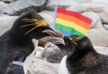 Gay penguins help local zoo celebrate Pride month – Yahoo Eurosport UK