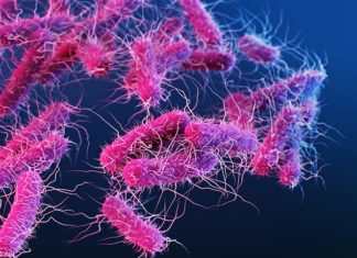 Health officials issue warning over an ‘extremely antibiotic-resistant’ bug mainly affecting gay men – Daily Mail