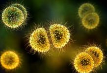 Large meningitis outbreak among gay, bisexual men in Florida, CDC warns – Livescience.com