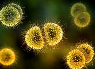 Large meningitis outbreak among gay, bisexual men in Florida, CDC warns – Livescience.com