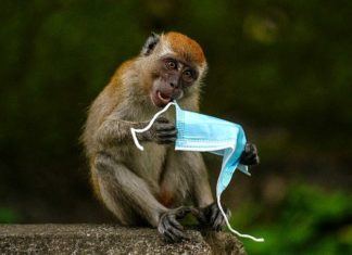 Mask-up for MonkeyPox – The Spectator Australia