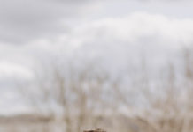 OHIO graduate awarded fellowship to create podcast in Berlin – Ohio University