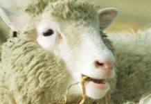 One in ten men would like to be cloned like Dolly the Sheep – but only 4% of women – The Mirror