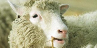 One in ten men would like to be cloned like Dolly the Sheep – but only 4% of women – The Mirror