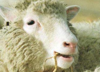 One in ten men would like to be cloned like Dolly the Sheep – but only 4% of women – The Mirror