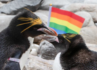 Pride penguins: Wales’ only gay penguins celebrate Pride month – Yahoo Eurosport UK