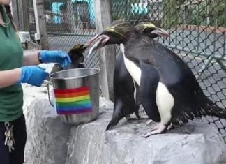 These adorable gay penguins celebrate Pride Month at Welsh zoo – HOLA! USA