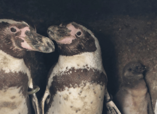 Adorable gay penguin couple become proud surrogate parents for baby chick – PinkNews