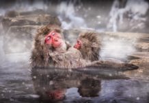 Can animals be gay? – BBC Discover Wildlife