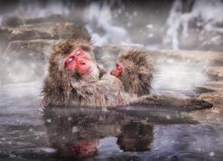 Can animals be gay? – BBC Discover Wildlife