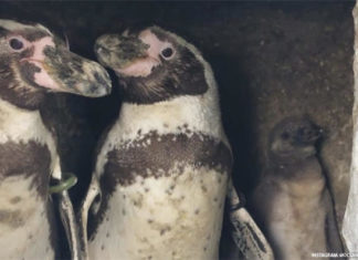 Gay Brit Penguins Diego & Zorro Proudly Hatched a Baby Chick – Yahoo News