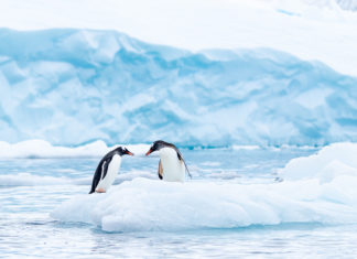 Gay Penguins Welcome New Baby Into the World – INTO