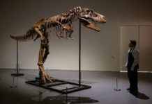 Gorgosaurus Tipped To Fetch $8 Mn At New York Auction – Towleroad